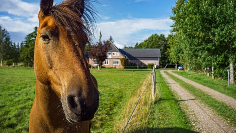 Pferdehof zur alten Schmiede